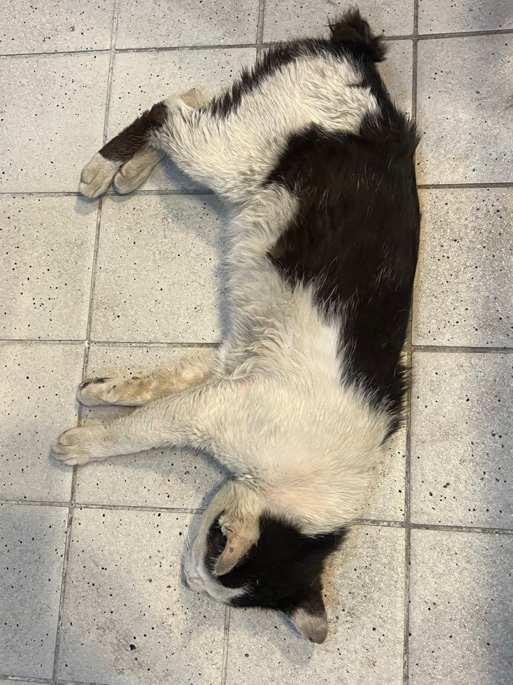 예스동물병원_427346202300621